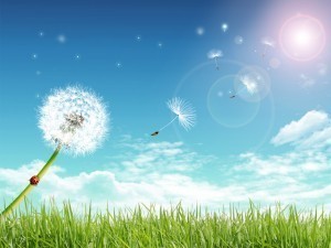 air-quality-dandelion