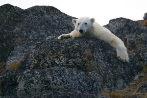 Polar-bear-on-rocks