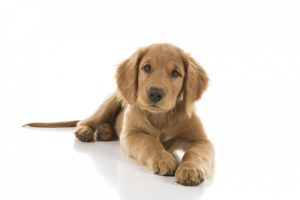 golden-brown-puppy