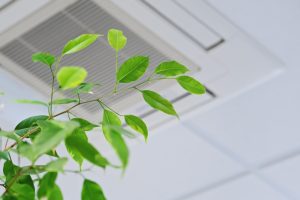 green-plant-near-air-vent