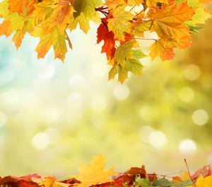 autumn-leaves-in-the-sunshine