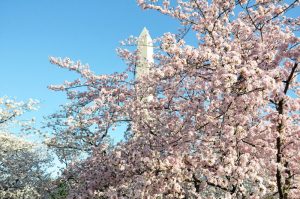 cherry-blossoms-in-washington-dc