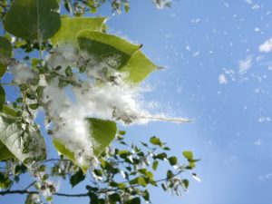 tree-pollen-in-a-summer-sky